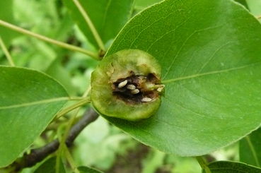 Birnengallmücke, Larve im Fruchtinneren.jpg © LK Steiermark