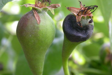 Birnengallmücke Fruchtbefall.jpg © LK Steiermark