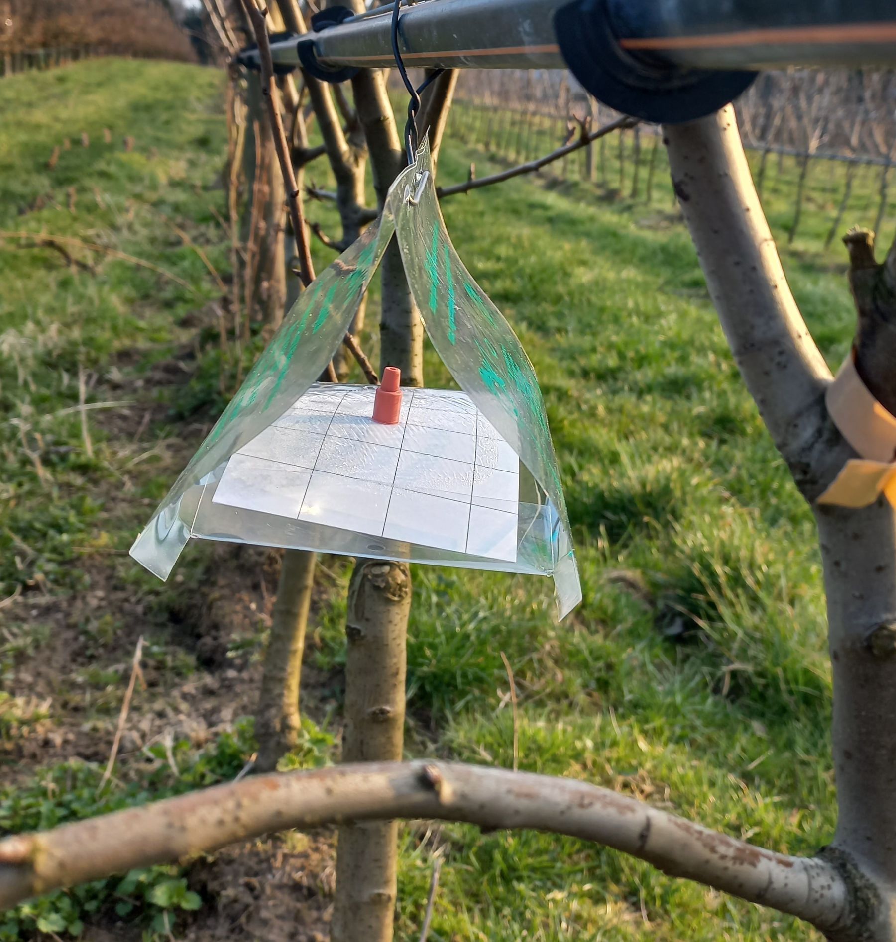 Birnengallmücke Pheromonfalle.jpg © LK Steiermark