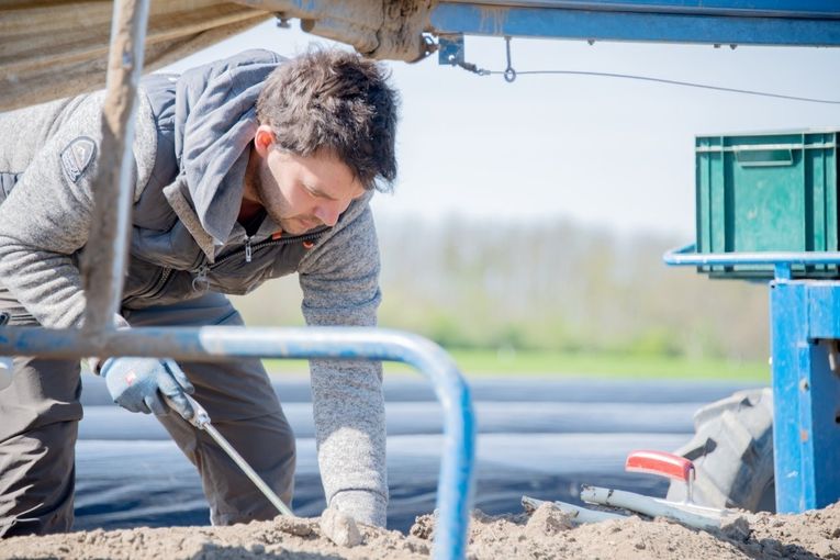 Spargelernte.jpg © Eva Lechner/LK Niederösterreich