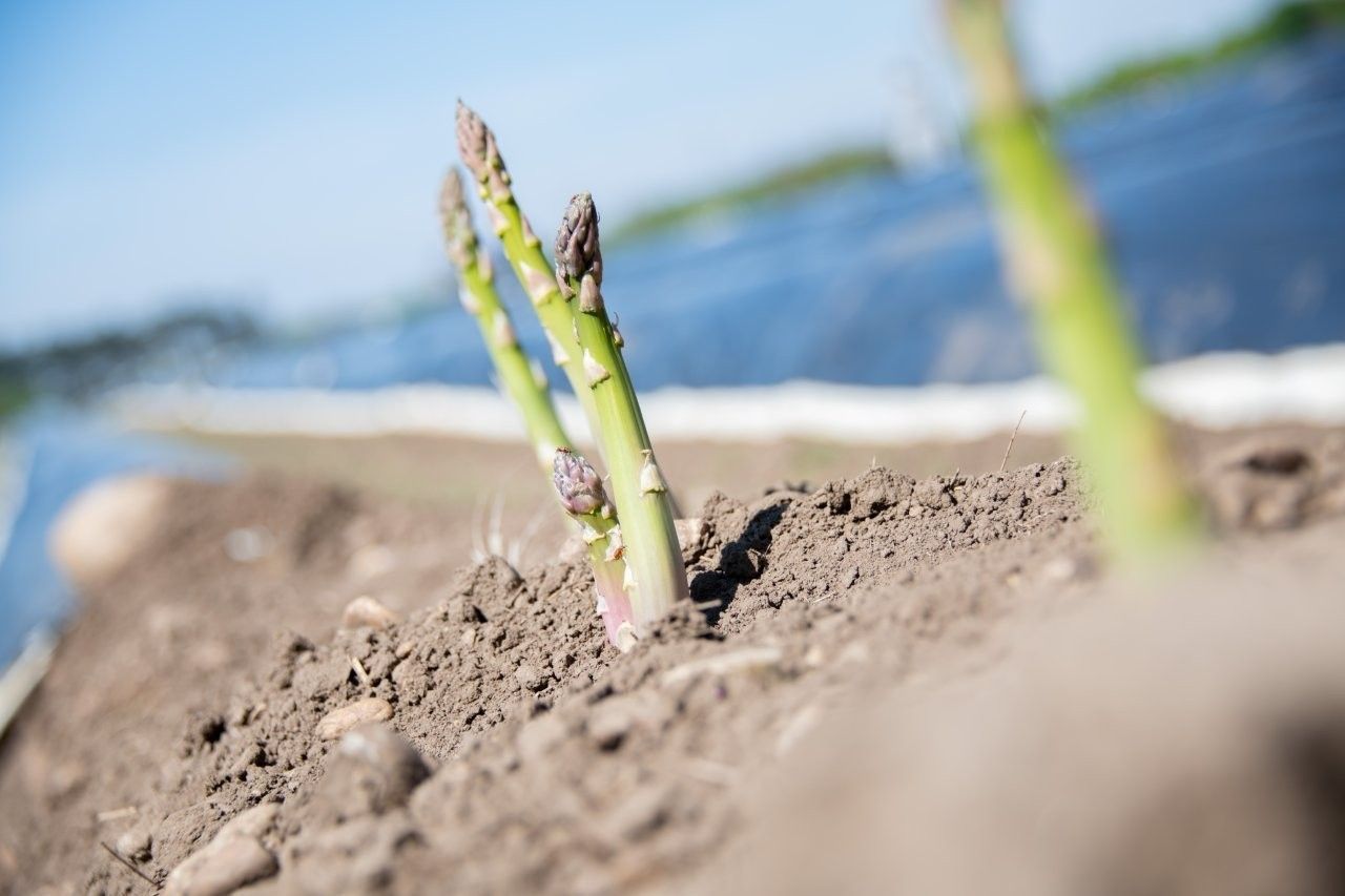 Spargelernte.jpg © Eva Lechner/LK Niederösterreich