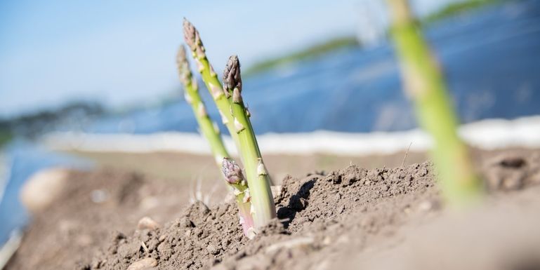 Spargelernte © Eva Lechner/LK Niederösterreich
