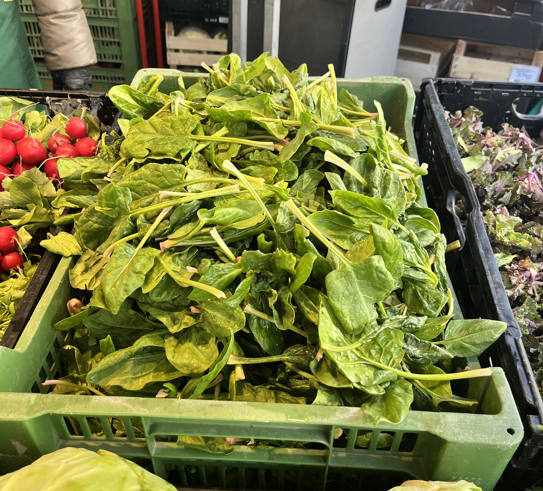 sb13_mt_spinat.jpg © Archiv