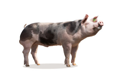 PIG_Rocket_Freisteller_print.jpg © PIG Austria