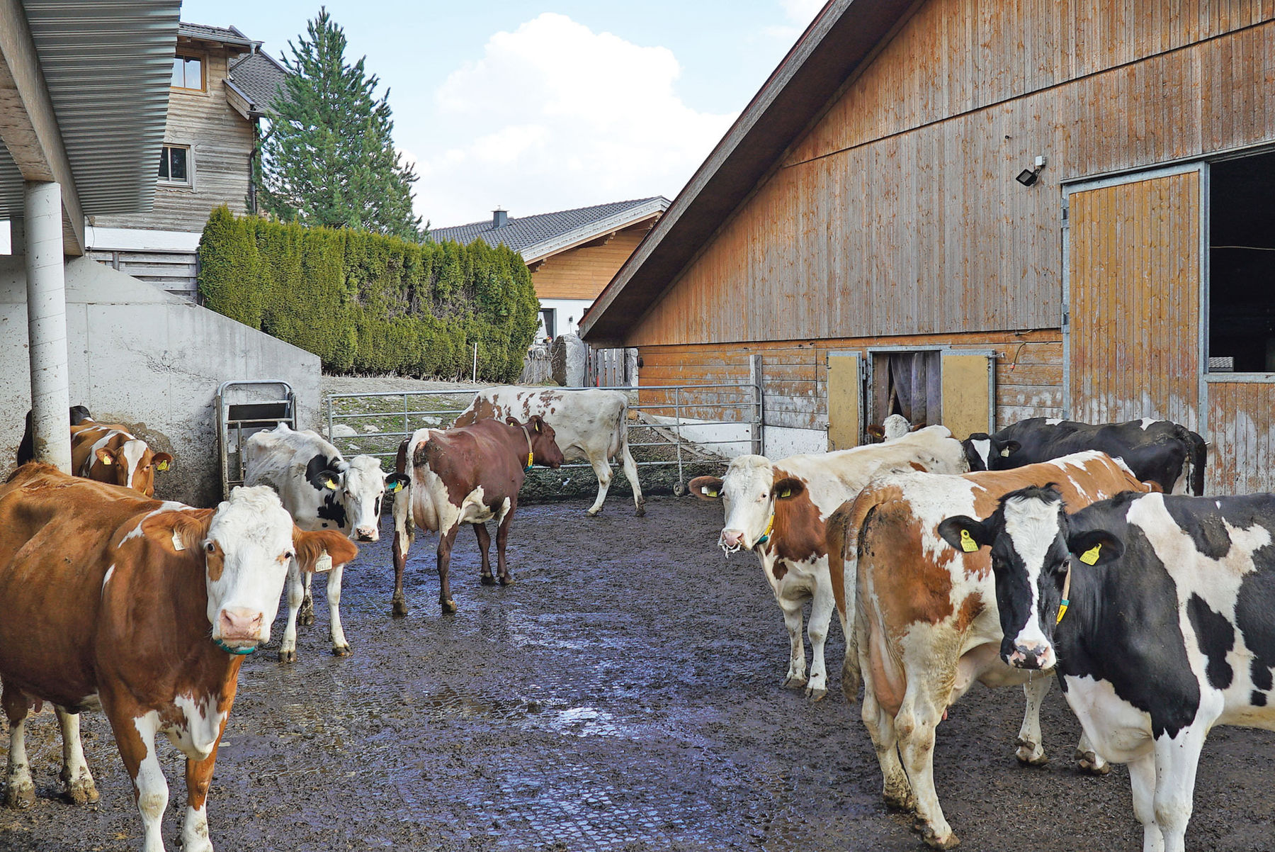 Betriebsreport Bernsteiner Brücklbauer.jpg © Hatheier