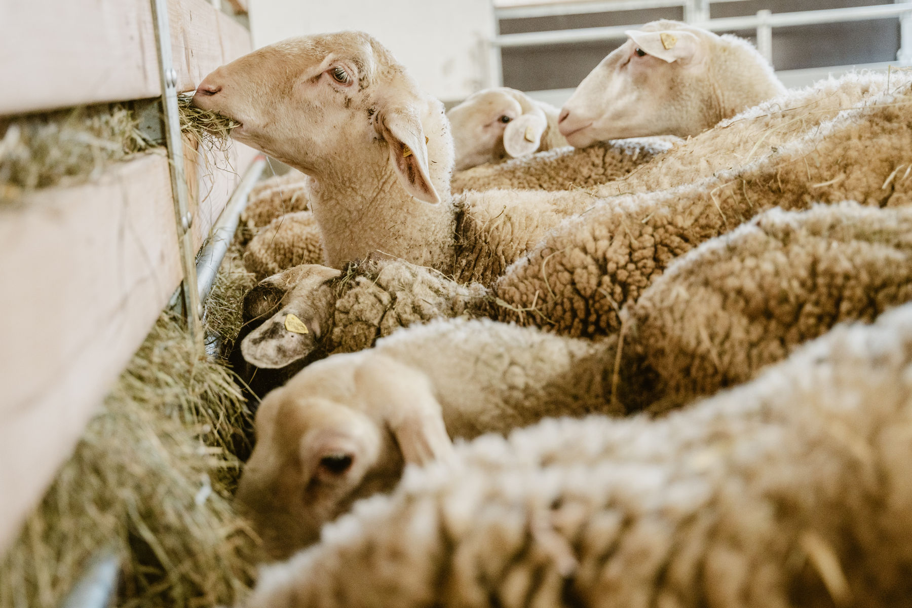 2024_03_Schafstall Kalteis-31@Nadine Hoeller.jpg © LfL OÖ