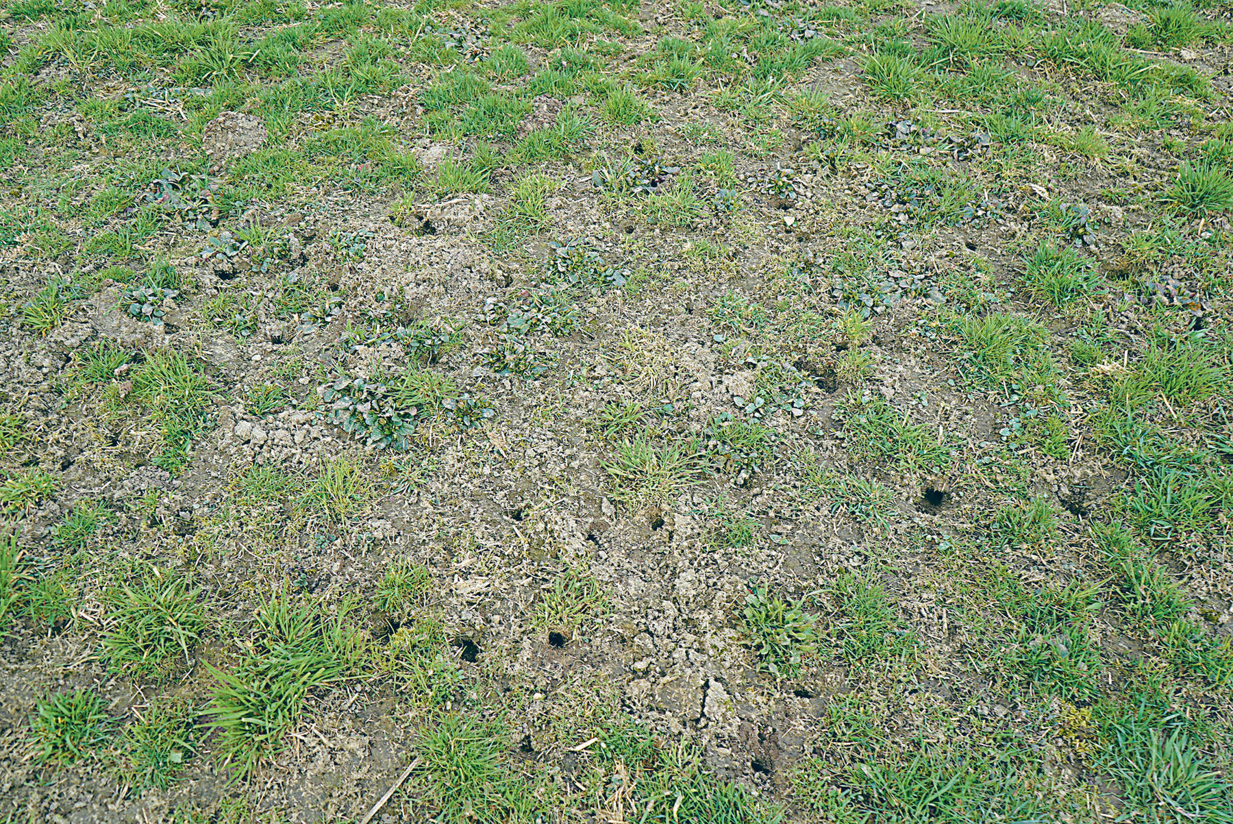 Lücken aus dem Winter entstehen häufig durch Mäusefraß. Milde Witterung und geschlossene Schneedecken fördern Mäuse, während längere Kahlfrostphasen ihnen zusetzen. Erste Rückmeldungen deuten darauf hin, dass die tiefen Temperaturen im Jänner die Populati © Hatheier