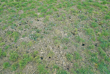 Lücken aus dem Winter entstehen häufig durch Mäusefraß. Milde Witterung und geschlossene Schneedecken fördern Mäuse, während längere Kahlfrostphasen ihnen zusetzen. Erste Rückmeldungen deuten darauf hin, dass die tiefen Temperaturen im Jänner die Populati © Hatheier