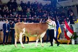 Bundesfleckviehschau 2026 © MOY