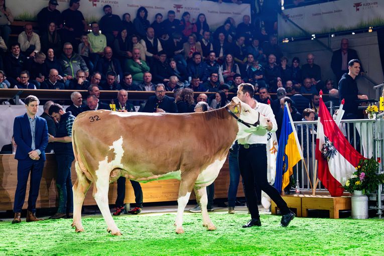 Bundesfleckviehschau 2026 © MOY