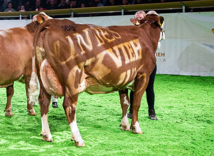 Bundesfleckviehschau 2026 © MOY