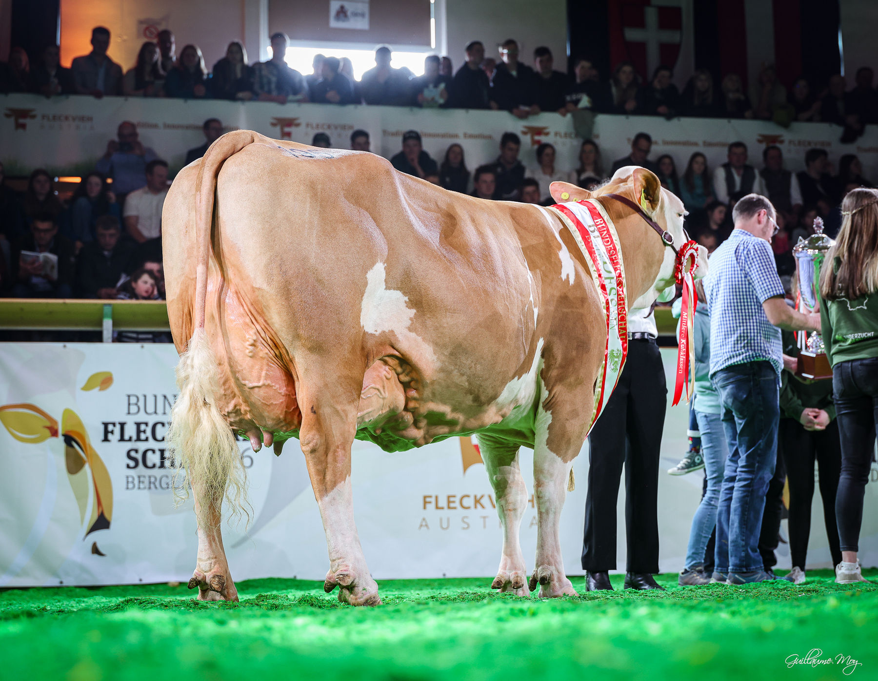 Bundesfleckviehschau 2026 © MOY