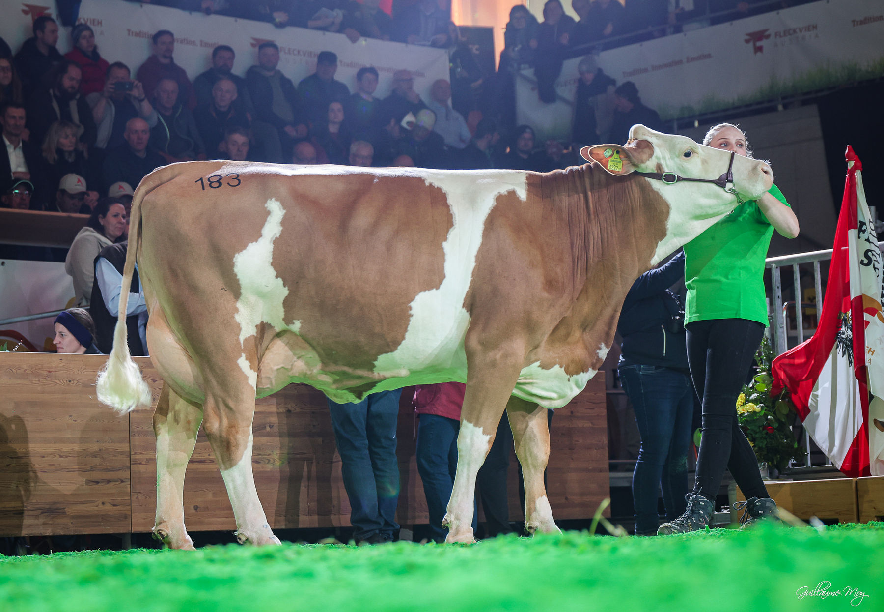 Bundesfleckviehschau 2026 © MOY