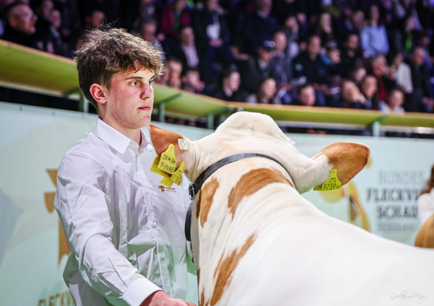 Bundesfleckviehschau 2026 © MOY