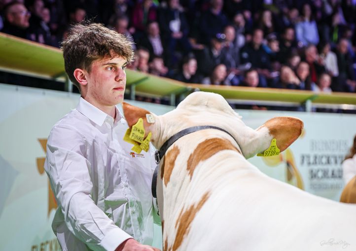 Bundesfleckviehschau 2026 © MOY