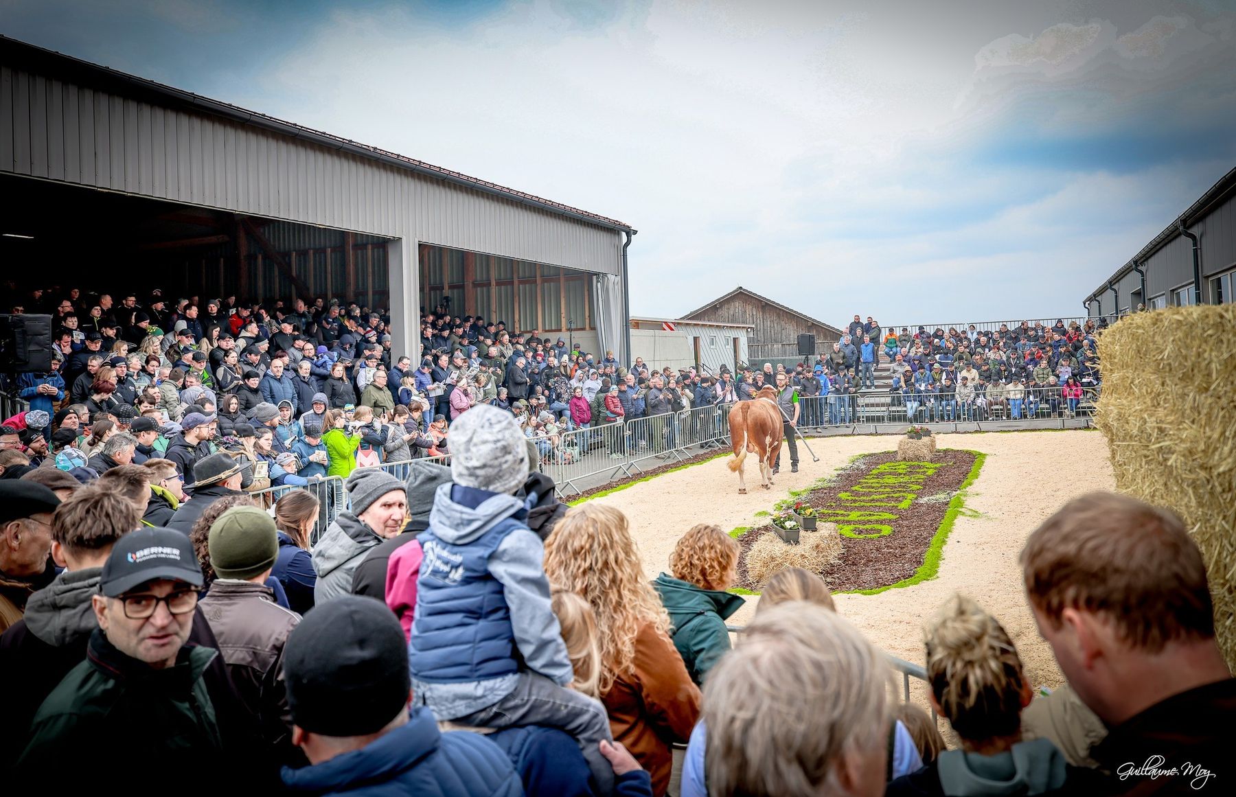 Bundesfleckviehschau 2026 © MOY