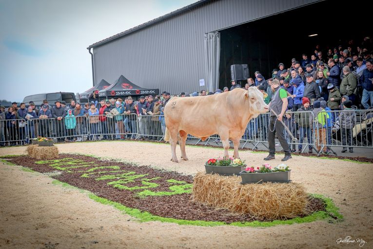 Bundesfleckviehschau 2026 © MOY