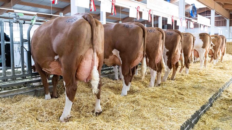 Bundesfleckviehschau 2026 © MOY