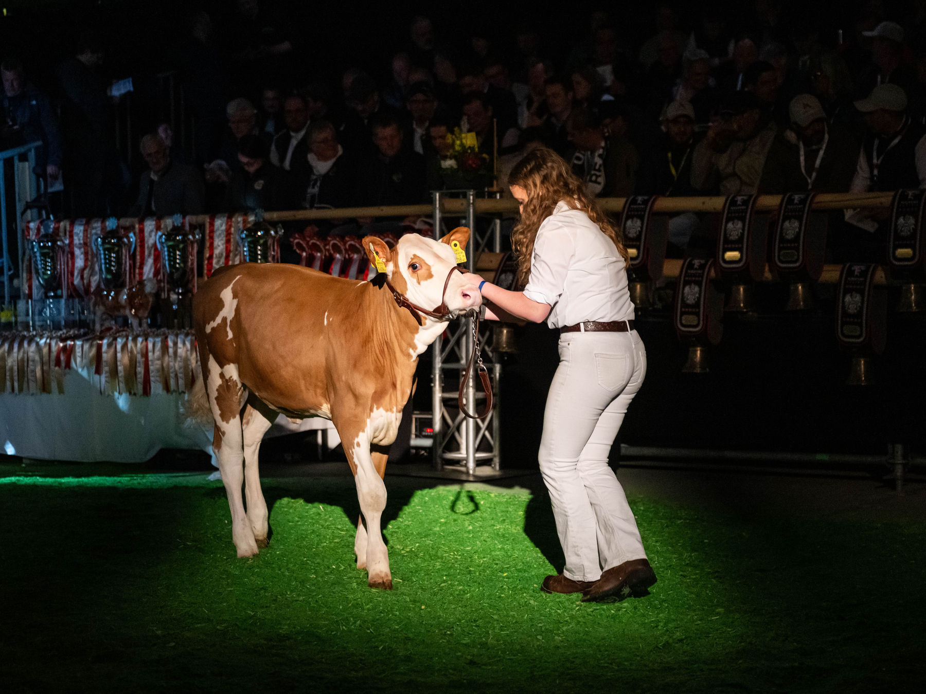 Bundesfleckviehschau 2026 © MOY