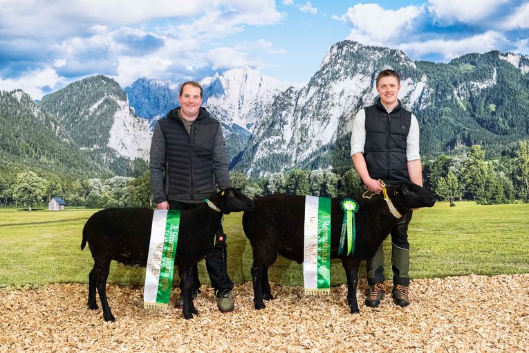 Steiermarkschau der Schafe 2026 © Fritz Baumann