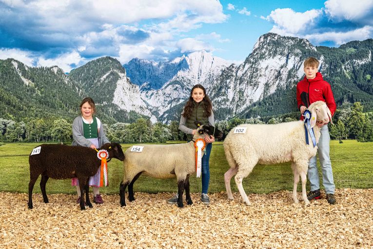 Steiermarkschau der Schafe 2026 © Fritz Baumann