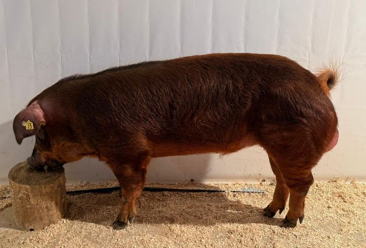 2026_03_josch_noe.jpg © PIG Austria