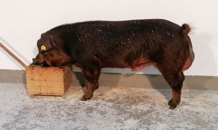 2026_03_peljo_ooe.jpg © PIG Austria