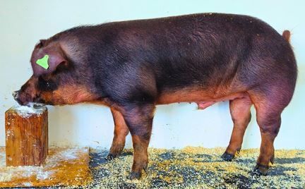 2026_03_joda_stm.jpg © PIG Austria