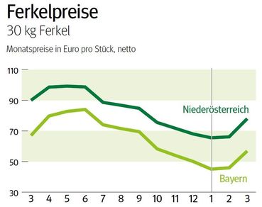 NÖ: Ausblick auf den Ferkelmarkt im April © LK NÖ