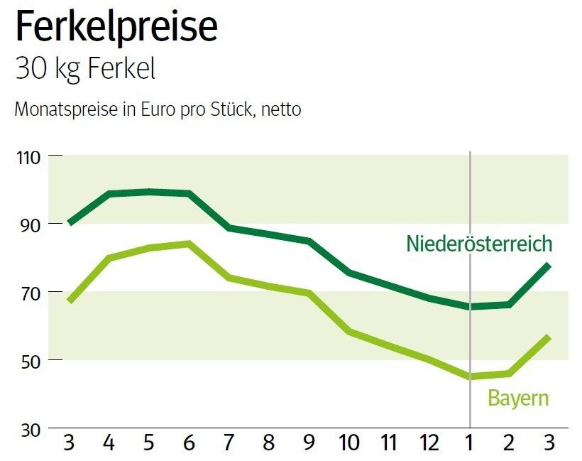 NÖ: Ausblick auf den Ferkelmarkt im April © LK NÖ