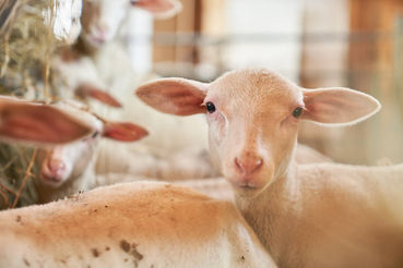 Lamm.jpg © LK NÖ, Philipp Monihart