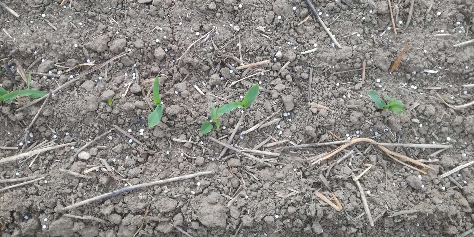 Mais_2-Blatt_gedüngt.jpg © BWSB/Wallner