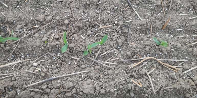 Mais_2-Blatt_gedüngt.jpg © BWSB/Wallner