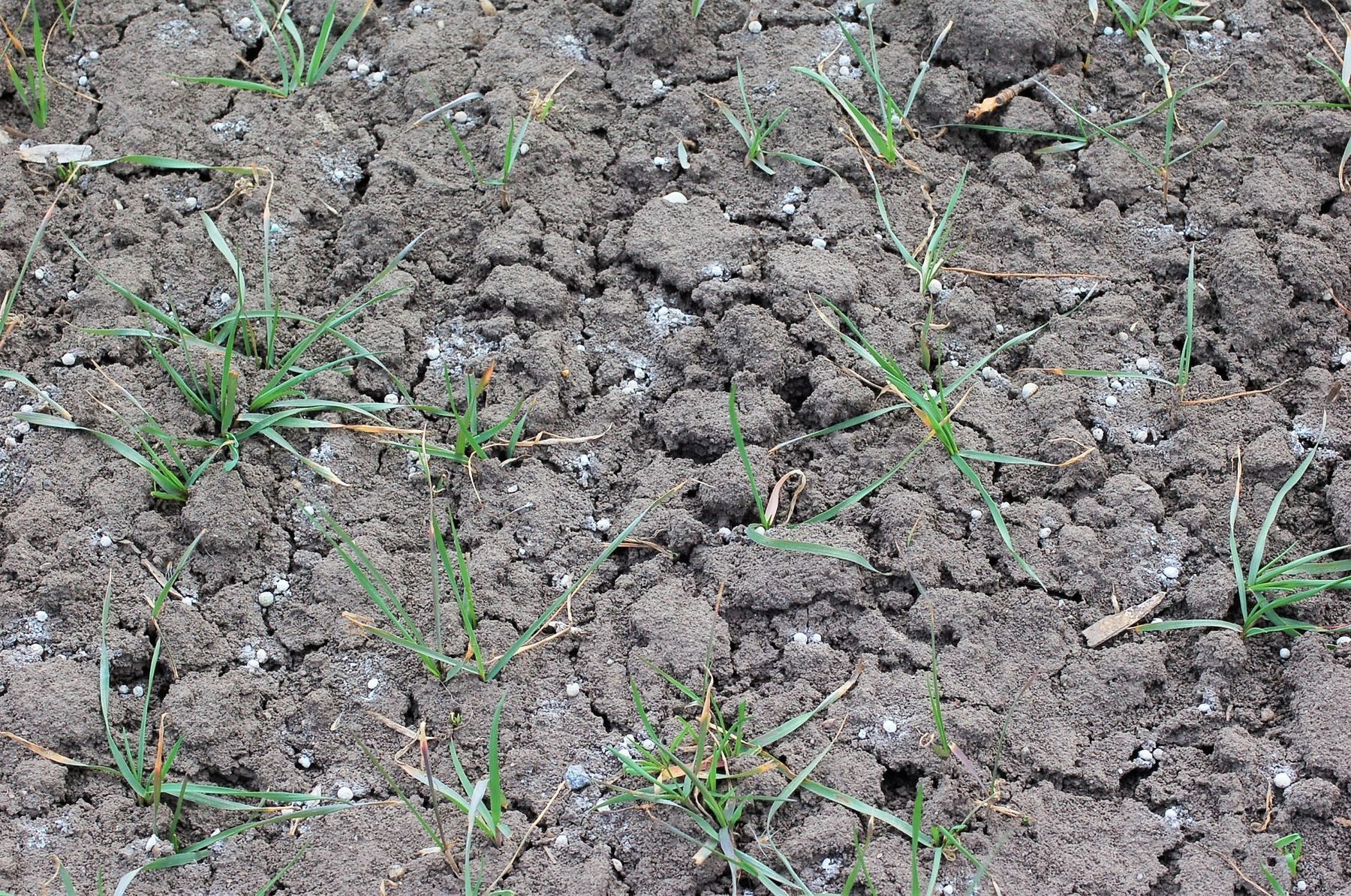 Düngung.jpg © LK NÖ