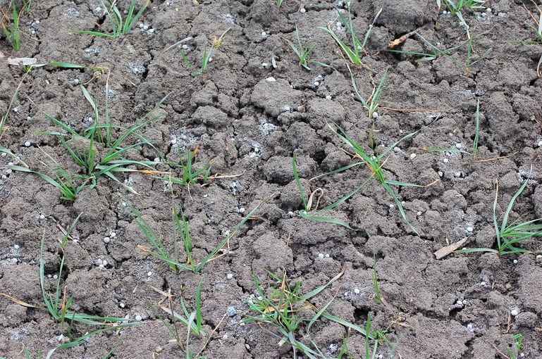 Düngung.jpg © LK NÖ