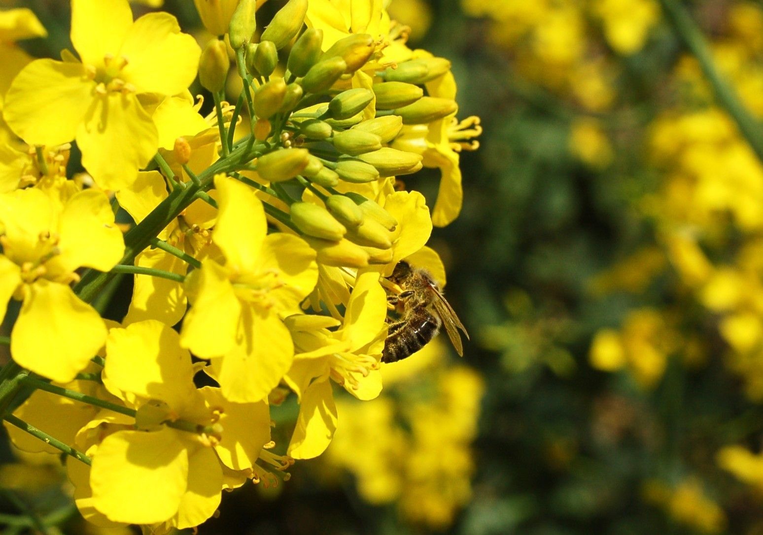 Rapsblüte mit Biene.jpg © LK NÖ
