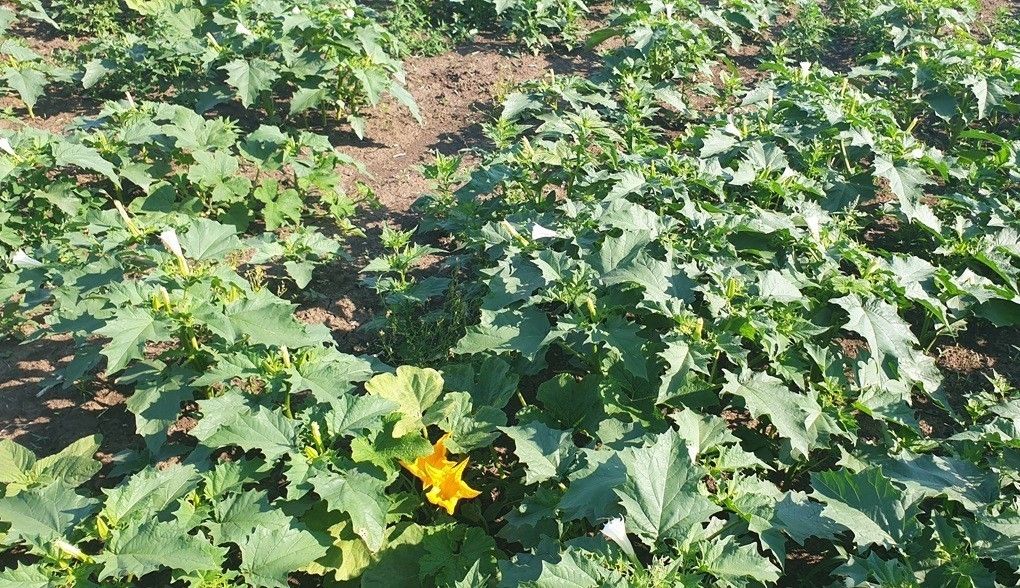 Ölkürbis mit Stechapfel.jpg © LK NÖ