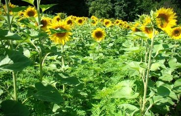 Ambrosia mit Sonnenblume.jpg © LK NÖ
