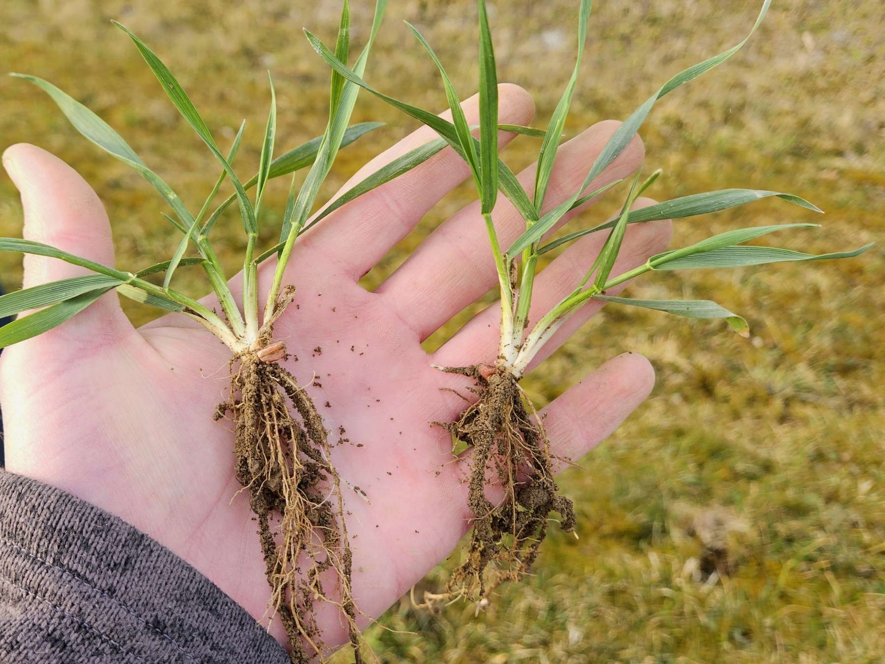 Wahl Düngezeitpunkt - Entwicklung Pflanze.jpg © BWSB