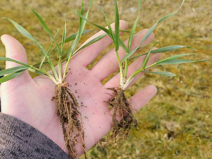 Wahl Düngezeitpunkt - Entwicklung Pflanze.jpg © BWSB