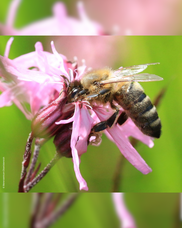 .png © Netzwerk Zukunftsraum Land