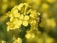 Raps-bestäubende Biene © LK OÖ/Köppl
