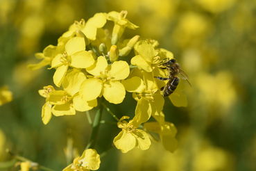 Raps-bestäubende Biene.jpg © LK OÖ/Köppl