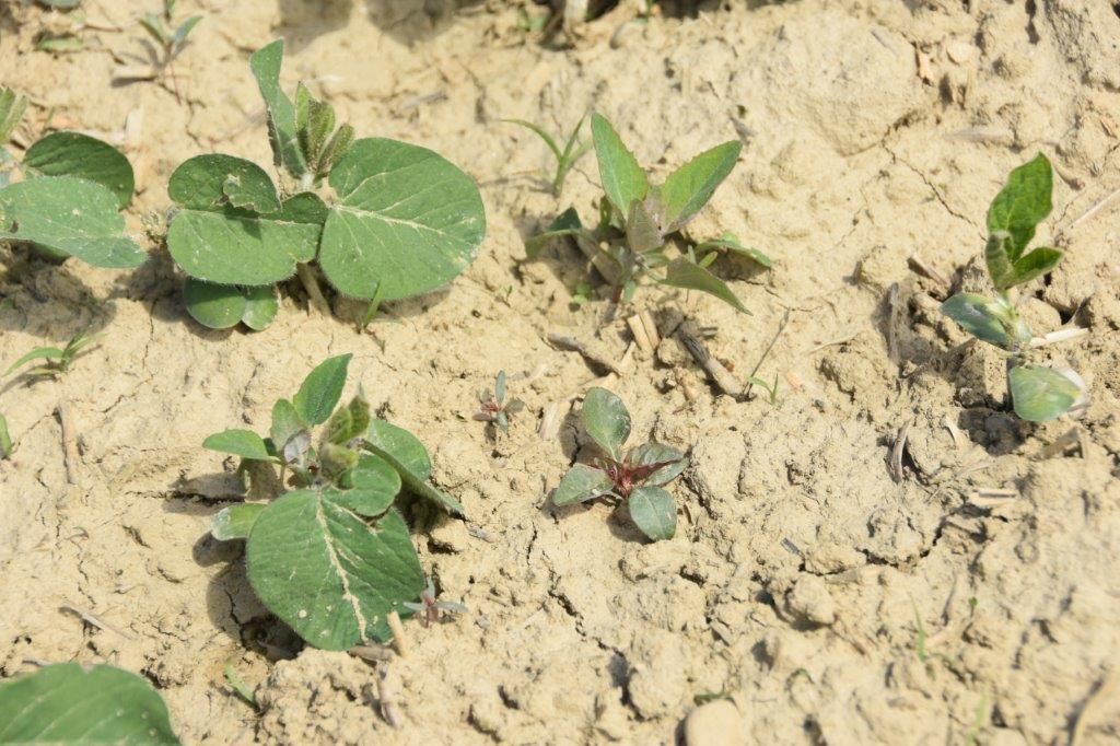 Soja-Amaranth.jpg © LK OÖ/Köppl