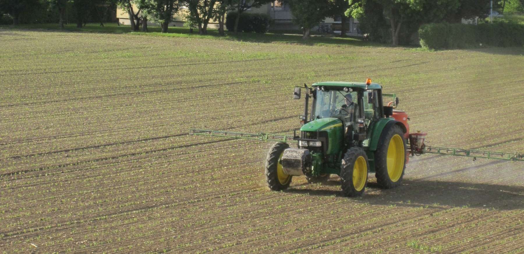 Mais Pflanzenschutz.jpg © BWSB/Wallner