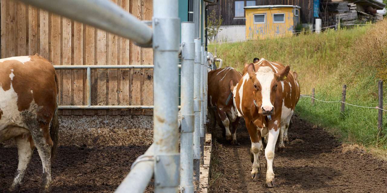 Weidegang.jpg © LK OÖ / Rudlstorfer