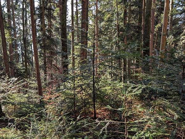 Plentewald Aufforstung.jpg © LK Vbg.