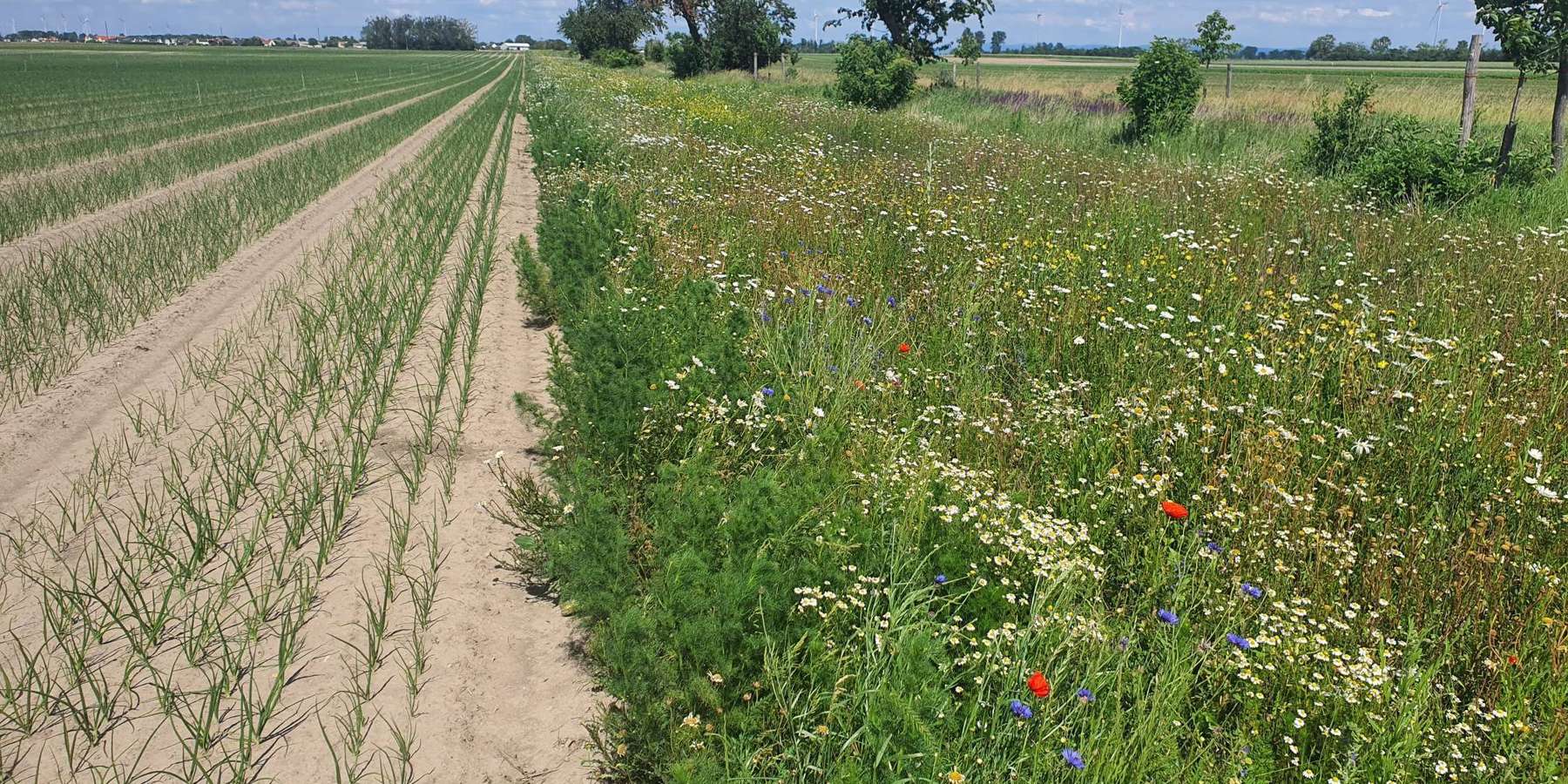 Acker-DIV.jpg © BWSB