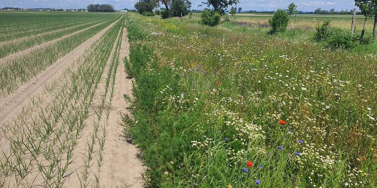 Acker-DIV.jpg © BWSB