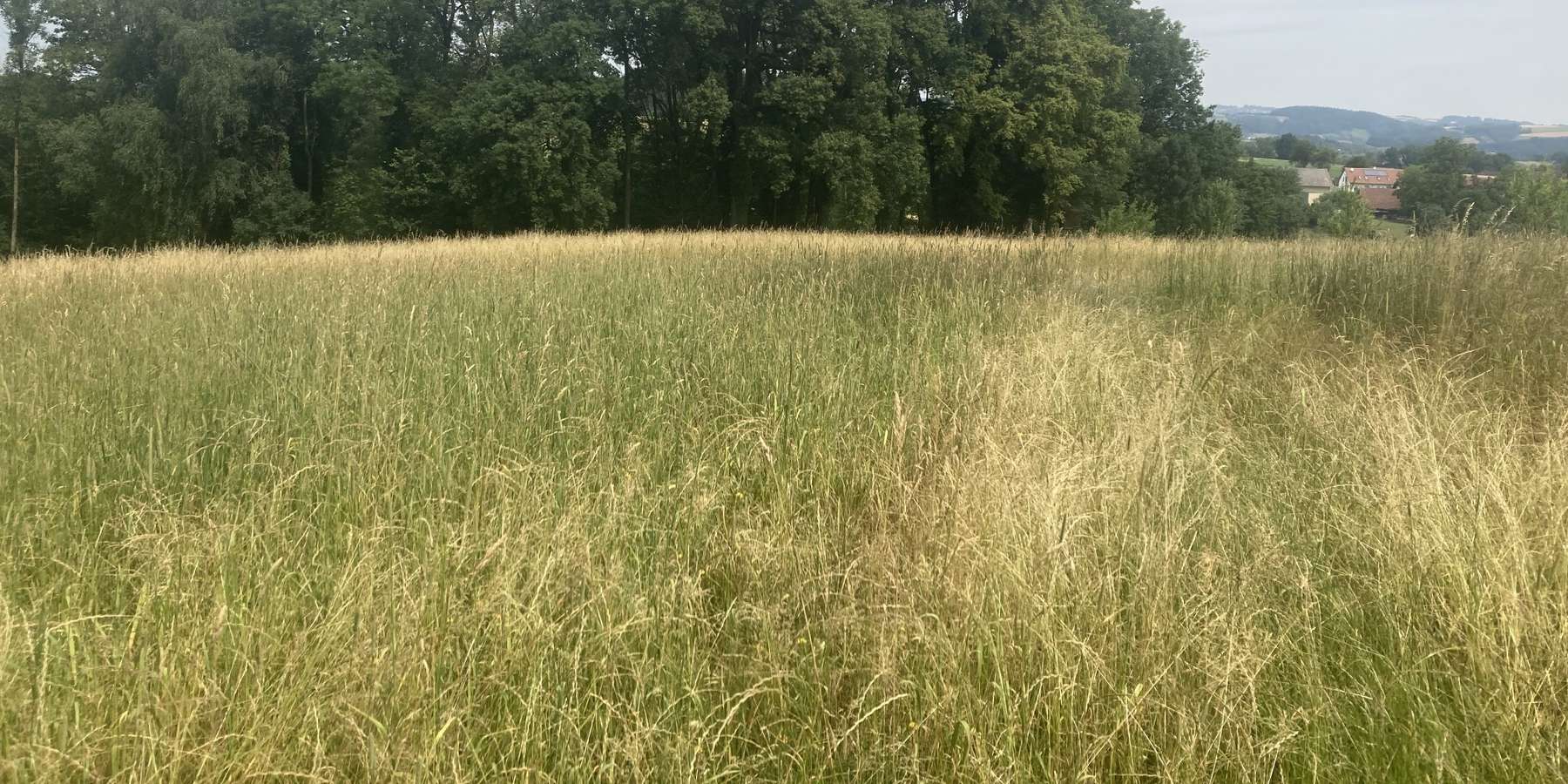 Altbrache.jpg © LK OÖ/Mandl